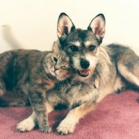 Джинни: история собаки, спасавшей кошек