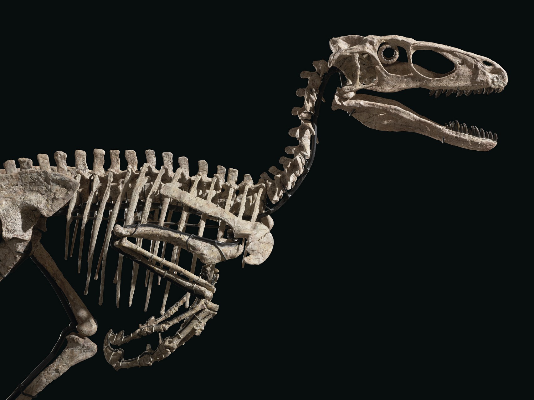 Самый полный скелет динозавра дейнониха продали за $12,4 млн