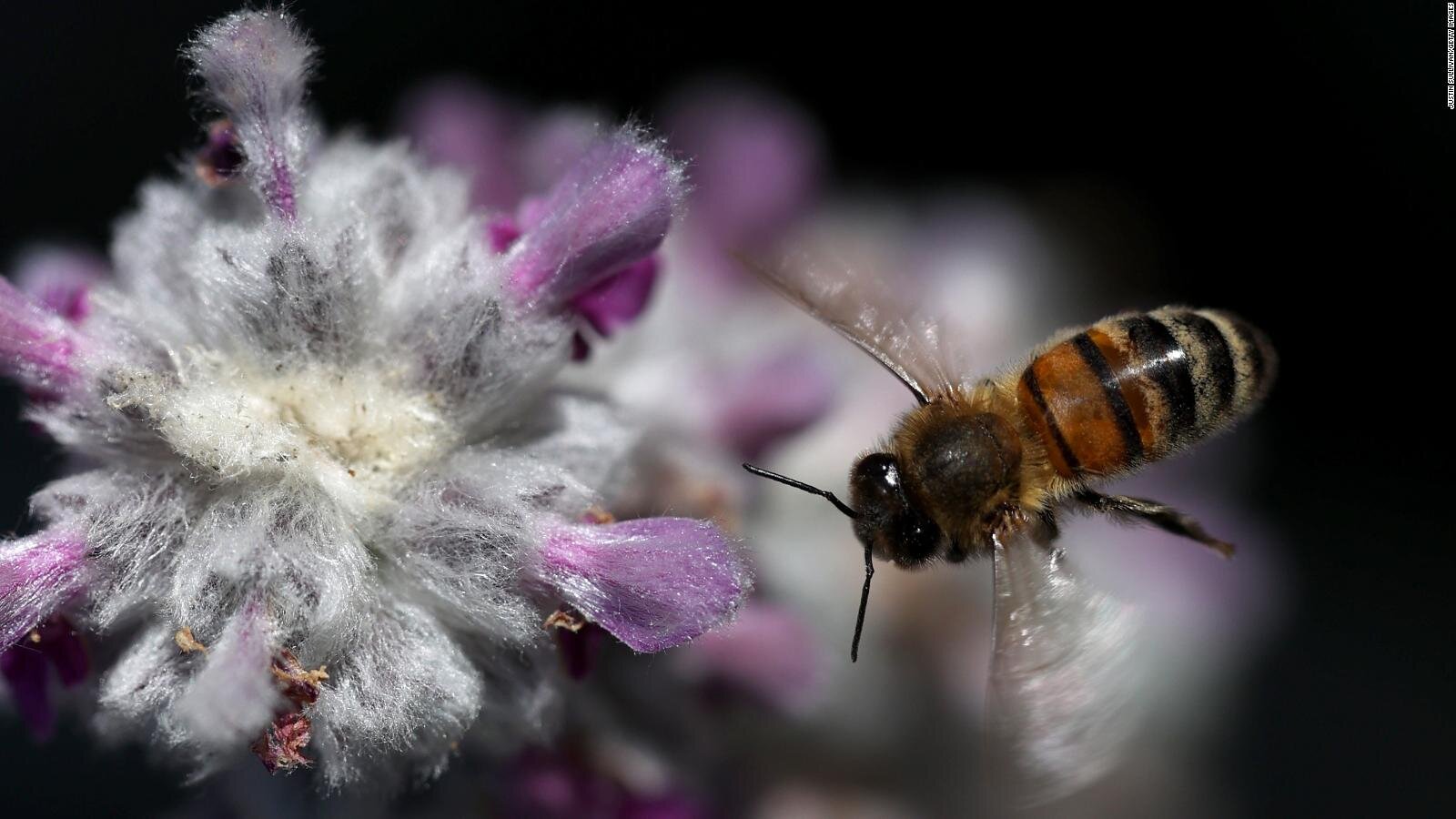 20 мая: Всемирный день пчёл