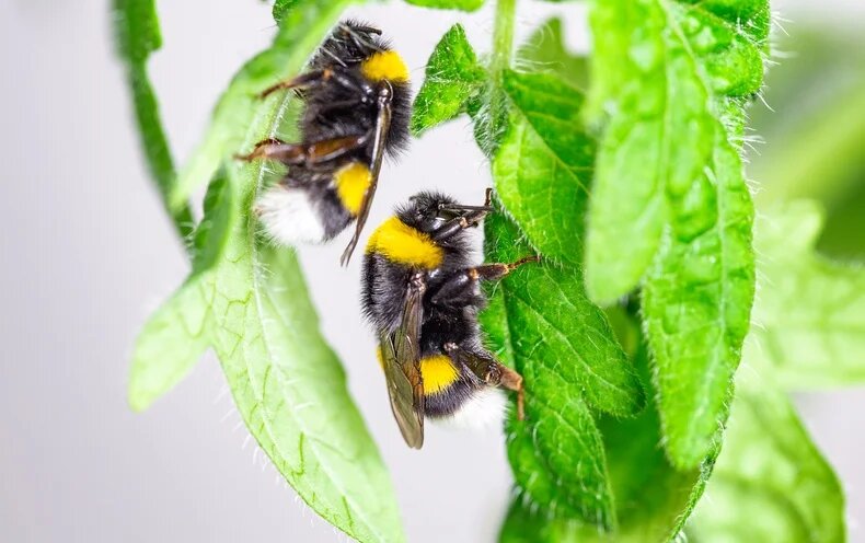 20 мая: Всемирный день пчёл
