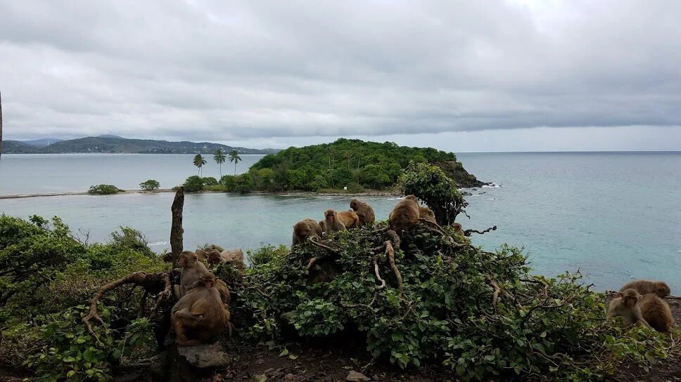 Кайо-Сантьяго: Карибский остров обезьян