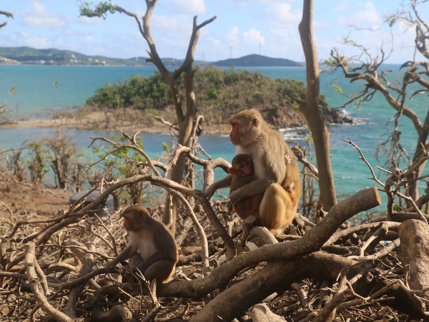 Кайо-Сантьяго: Карибский остров обезьян