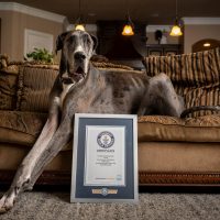 Немецкий дог Зевс: самый высокий пёс в мире (104,6 см)
