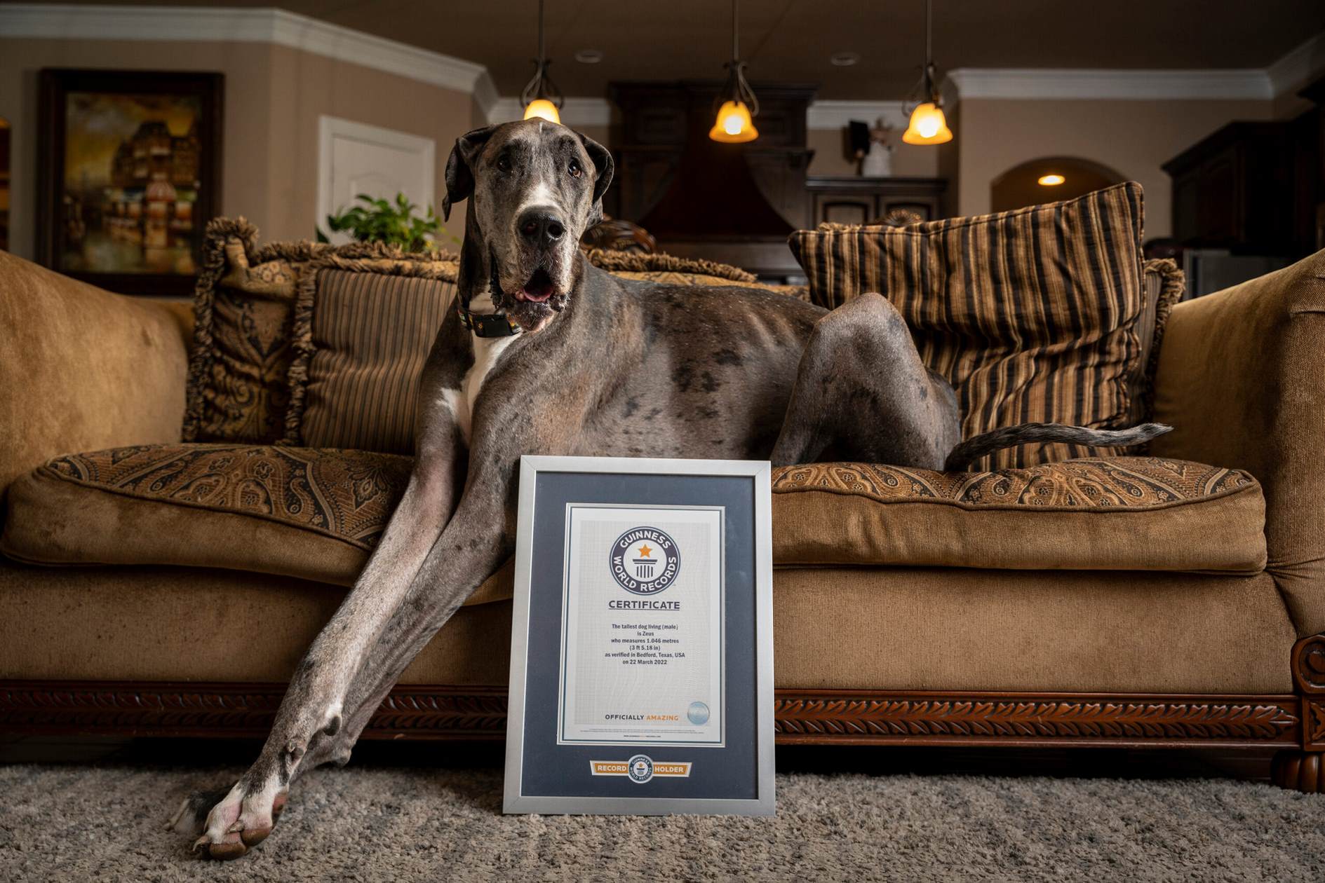 Немецкий дог Зевс: самый высокий пёс в мире: 104,6 см