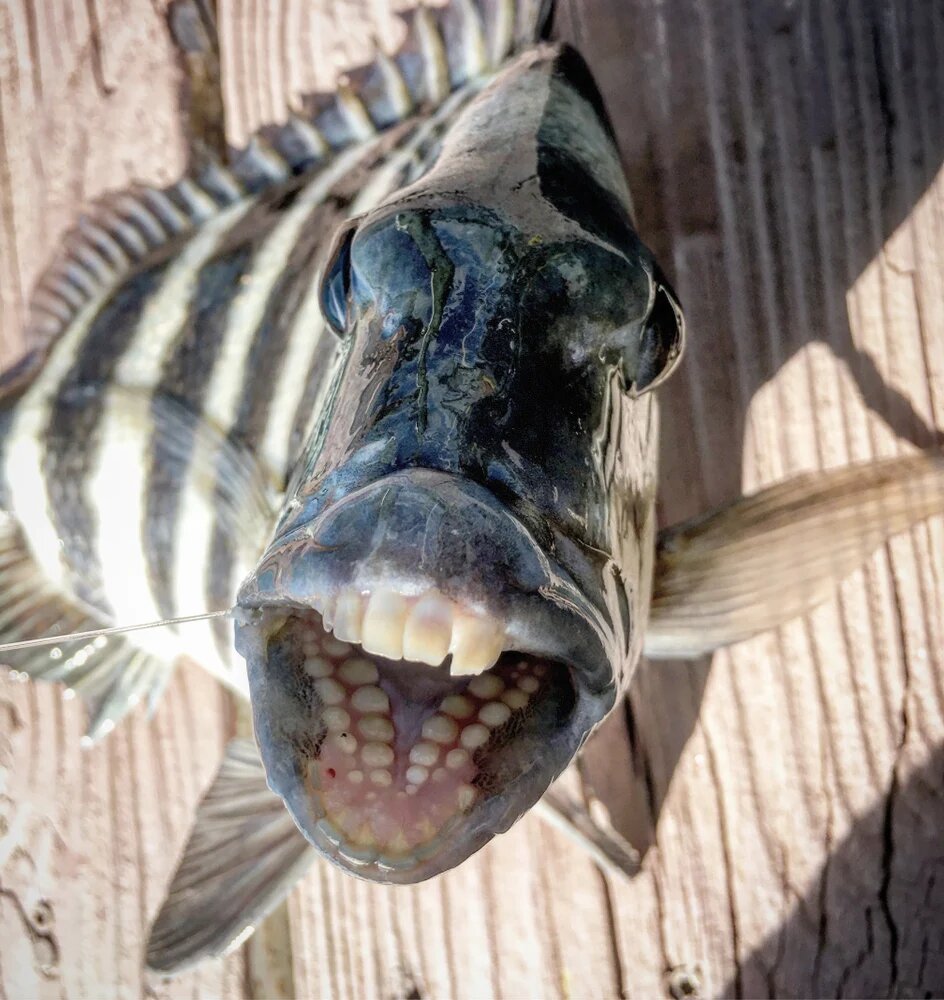 Кейпкодский карась: рыба с человеческими зубами