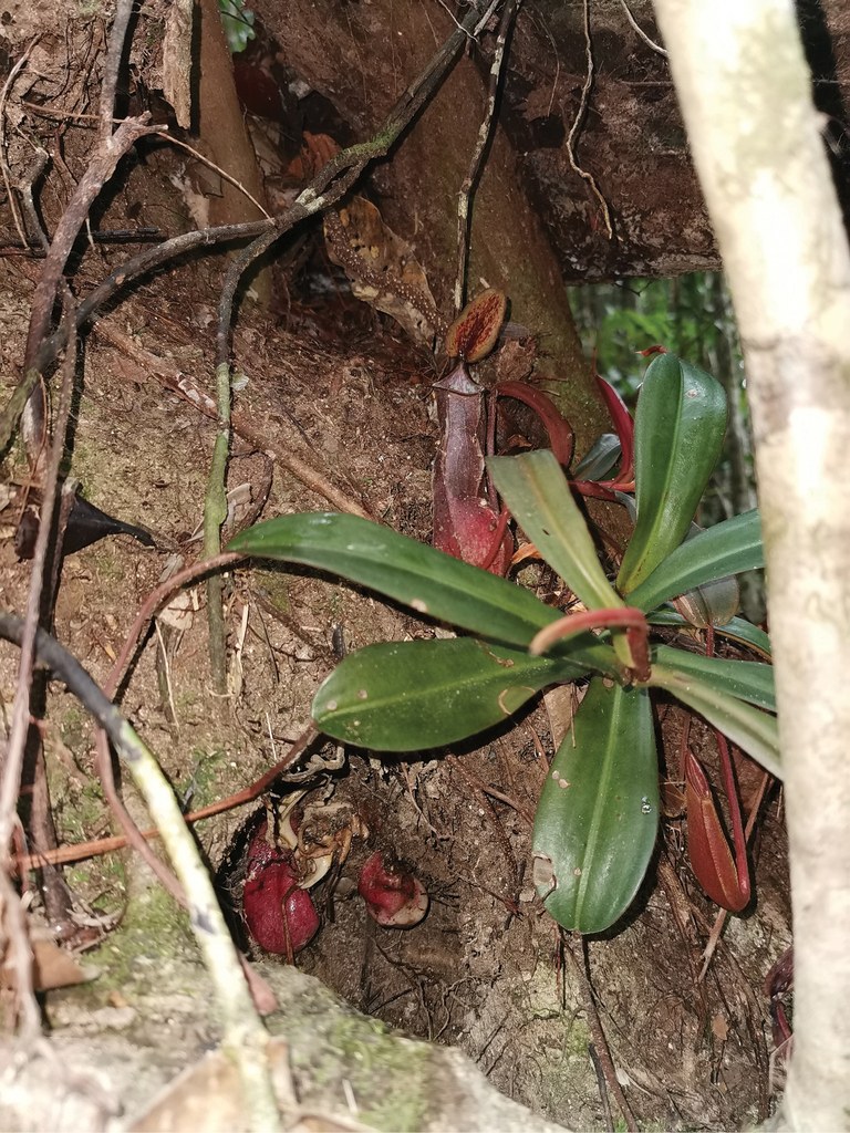 Nepenthes pudica: подземное хищное растение