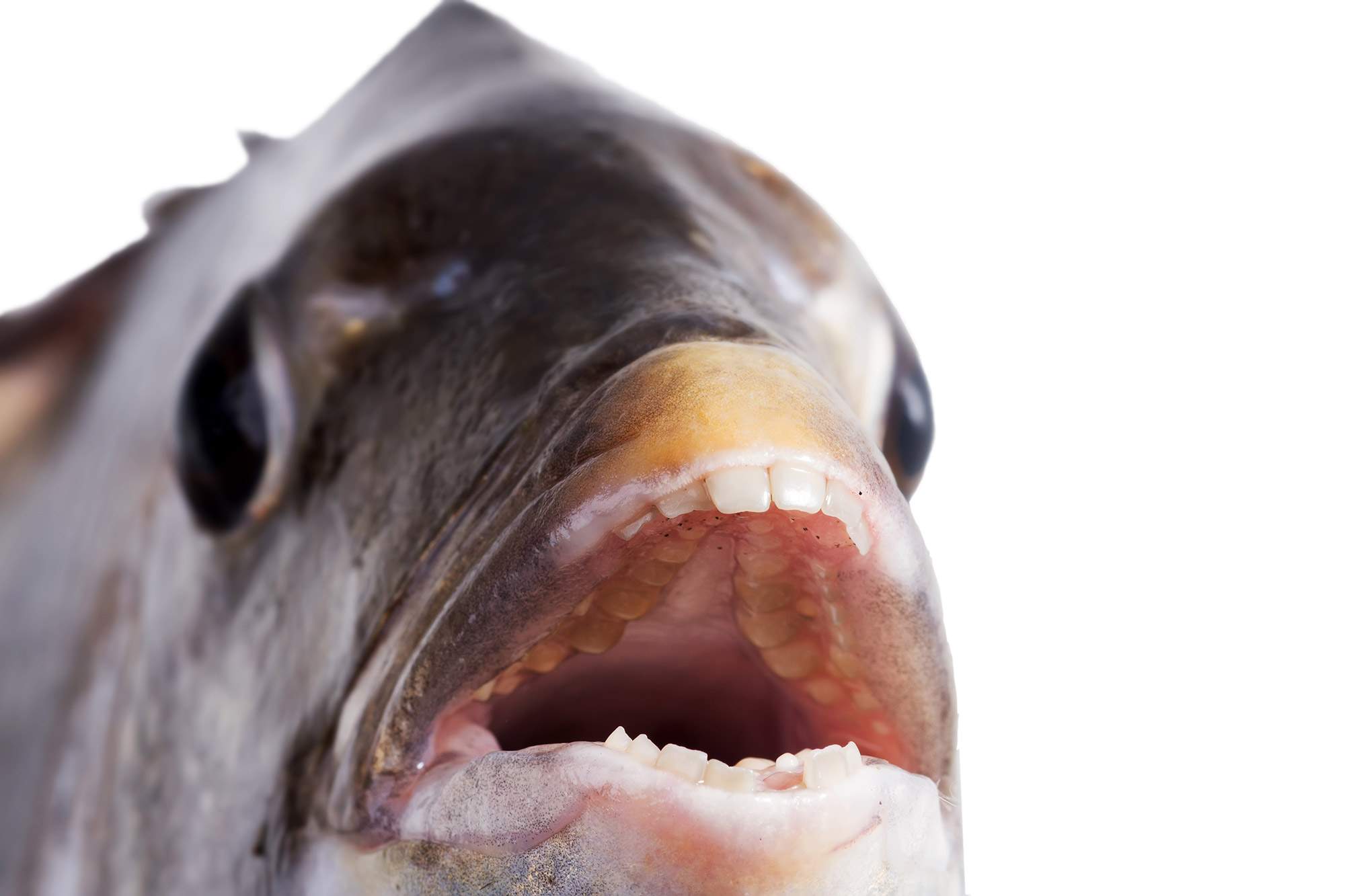 Кейпкодский карась: рыба с человеческими зубами