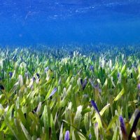 Посидония южная: у берегов Австралии обнаружили самое большое растение в мире