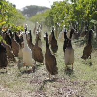 Vergenoegd Löw: утиная армия на страже виноградников