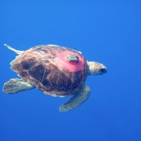 Как черепахи помогают учёным прогнозировать тропические циклоны