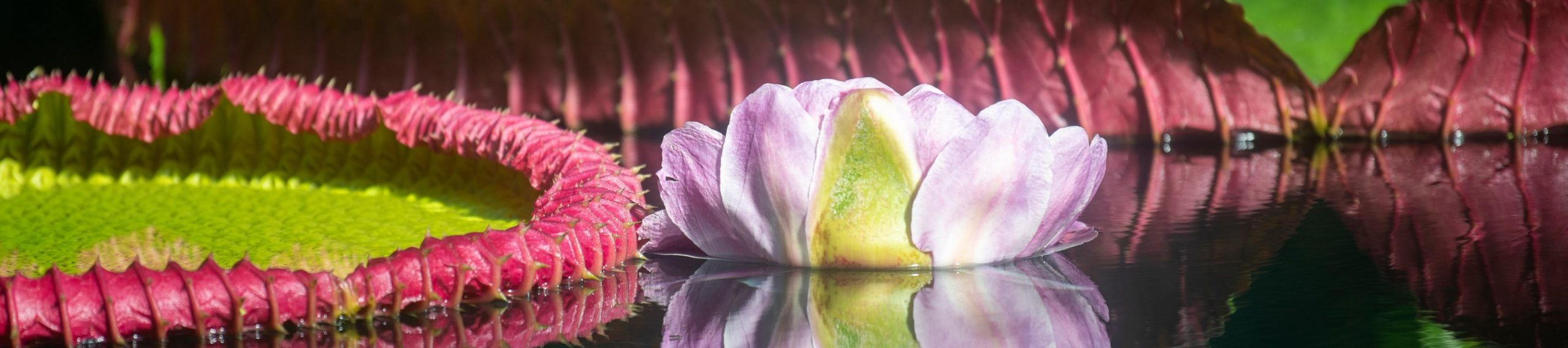 Victoria Boliviana: учёные открыли крупнейшую в мире водяную лилию