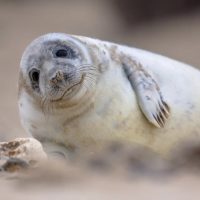 SealNet: система распознавания морд тюленей