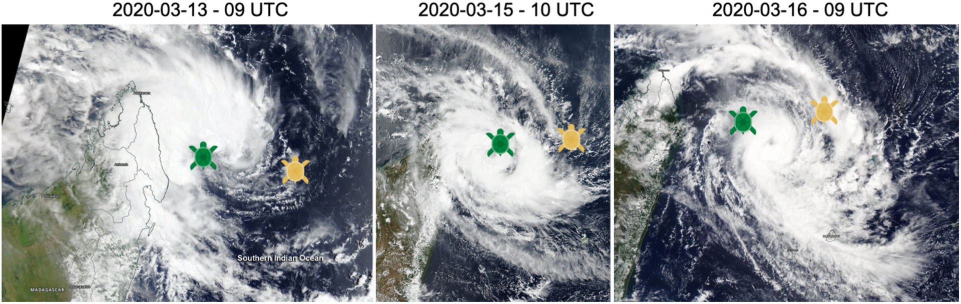 Как черепахи помогают учёным прогнозировать тропические циклоны