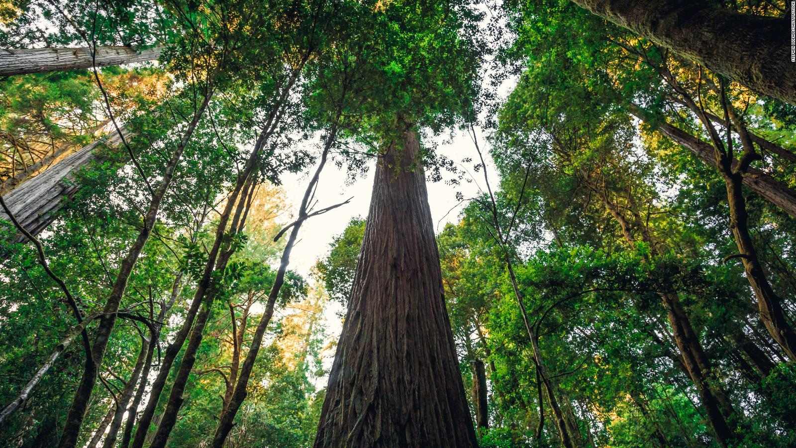 Гиперион: самое высокое дерево в мире