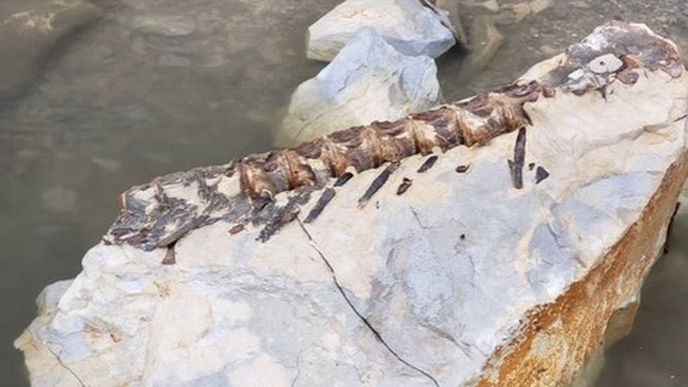 Рыбак поймал окаменелости доисторической рыбы-бульдога