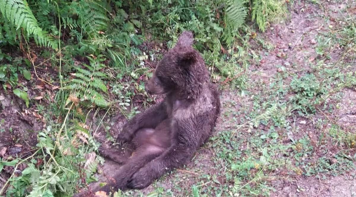В Турции спасли медвежонка, объевшегося «безумного мёда»