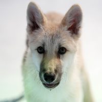 В КНР впервые клонировали арктического волка