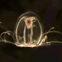 Учёные расшифровали геном бессмертных медуз Turritopsis dohrnii