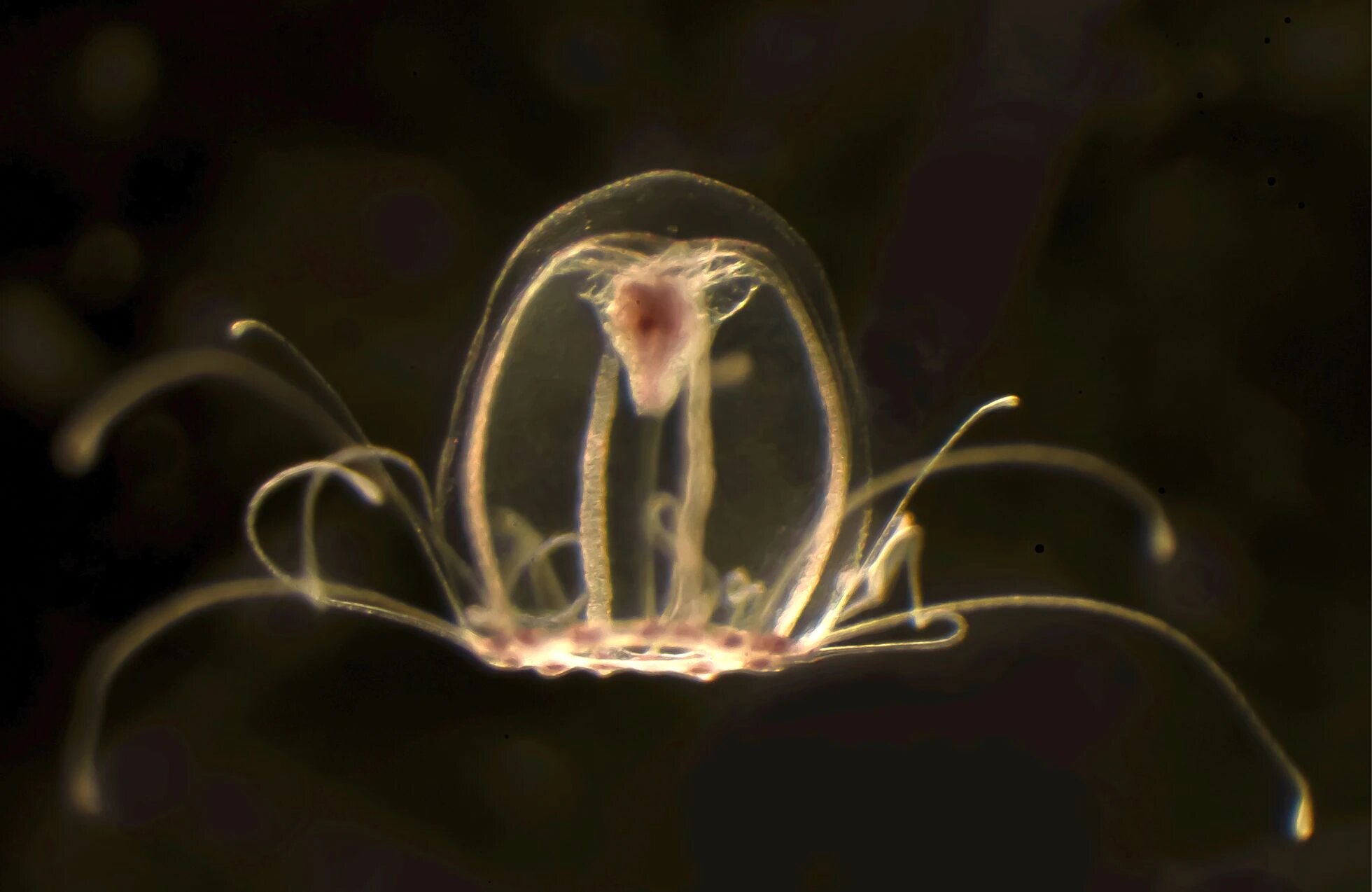 Учёные расшифровали геном бессмертных медуз Turritopsis dohrnii