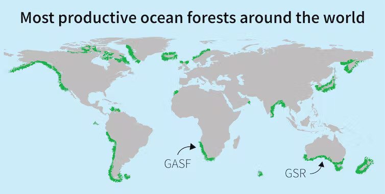 Водорослевые леса: чем важны подводные тропики