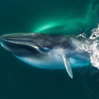 Учёные «подслушивают» китов через оптоволоконные кабеля