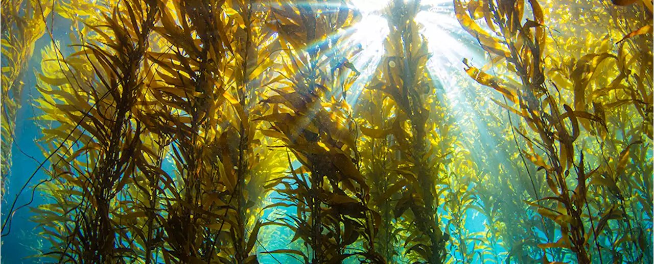 Водорослевые леса: чем важны подводные тропики
