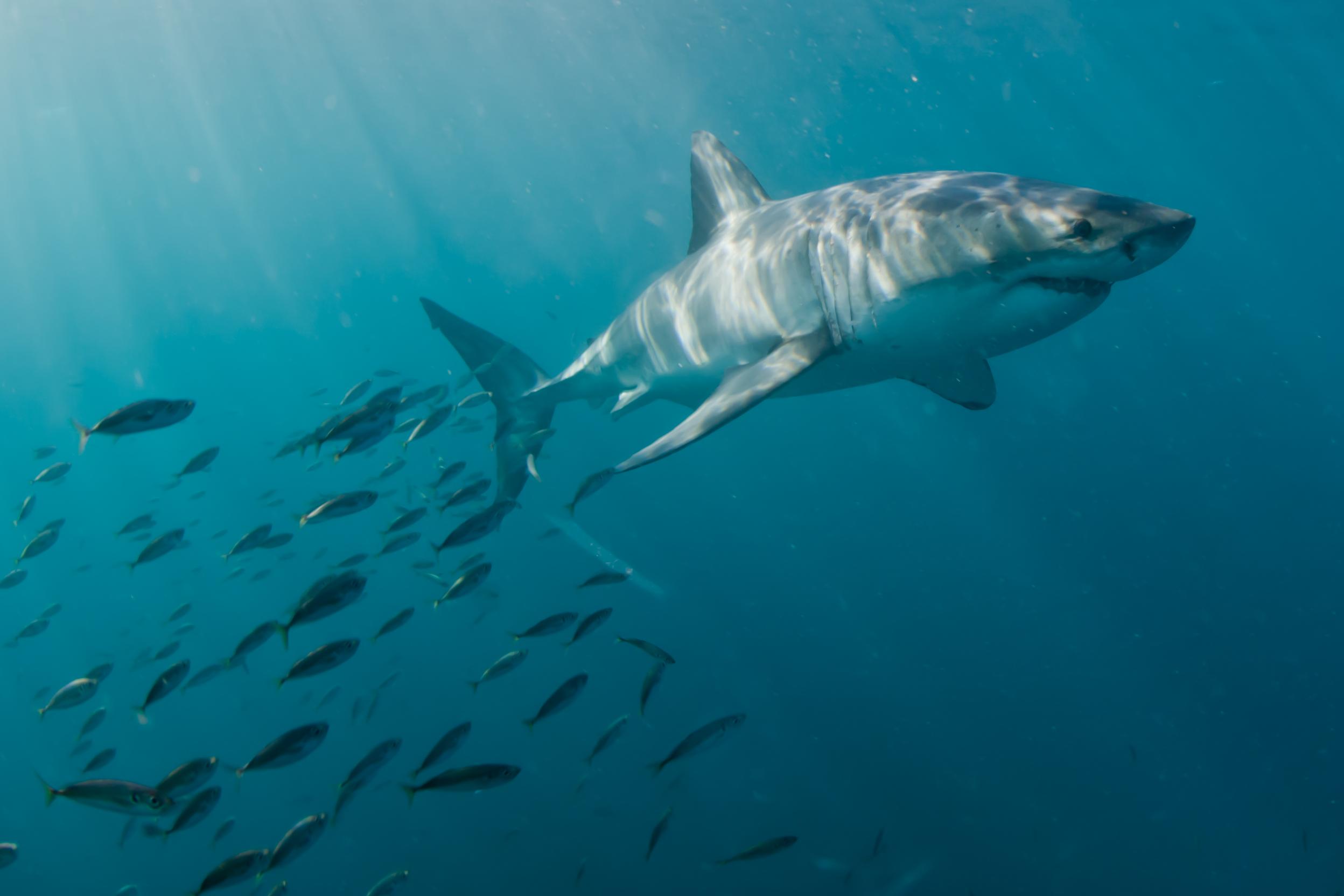 Учёные обнаружили, что рыбы чешутся об акул