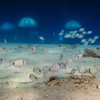 Nemo’s Garden: первая подводная теплица