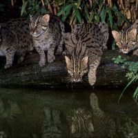 Кошка-рыболов: как спасти вымирающий вид?