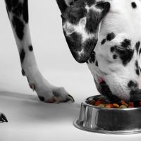 Как выбрать сбалансированный корм для собак
