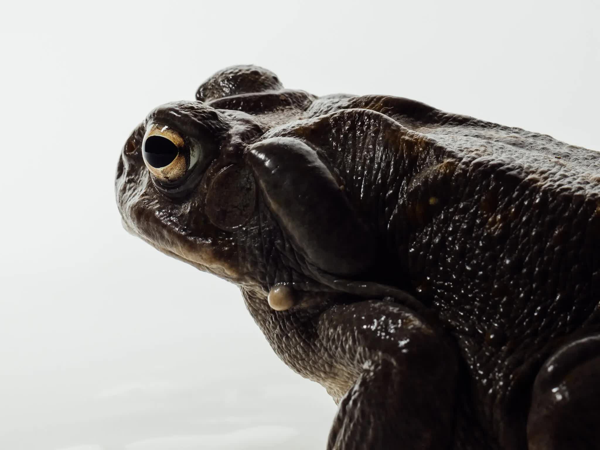 Учёные просят не облизывать колорадских жаб