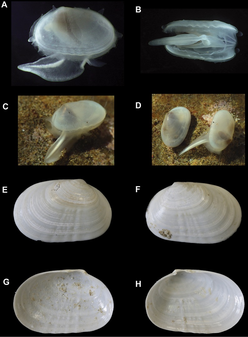 Cymatioa cooki: учёные обнаружили моллюска, считавшегося вымершим