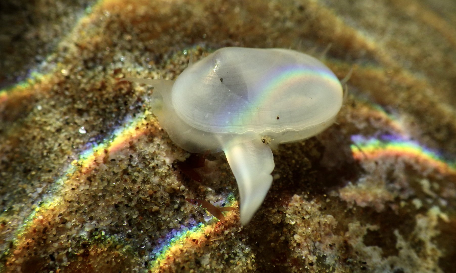 Cymatioa cooki: учёные обнаружили моллюска, считавшегося вымершим