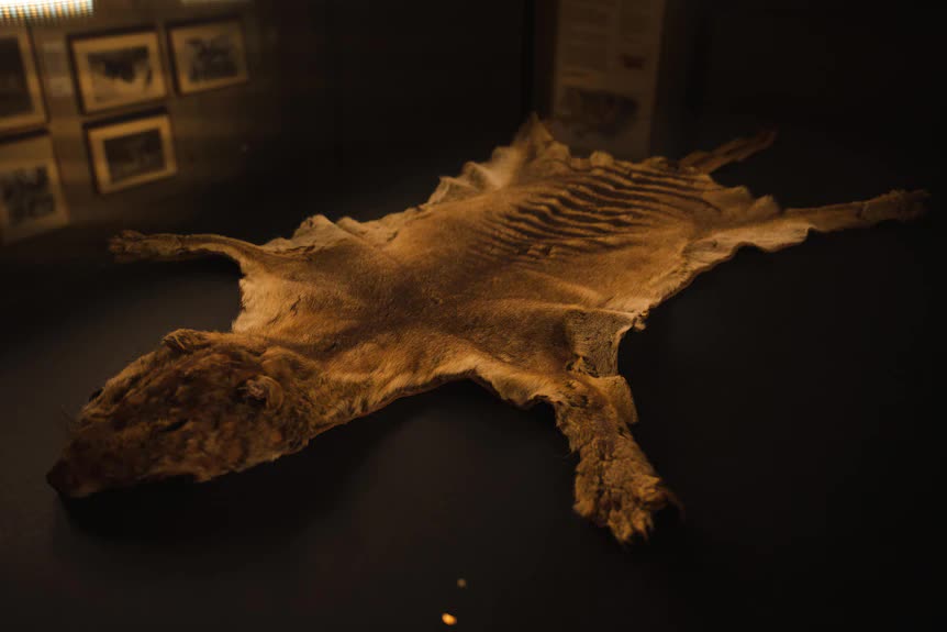 Останки последнего сумчатого волка обнаружили среди забытых музейных архивов