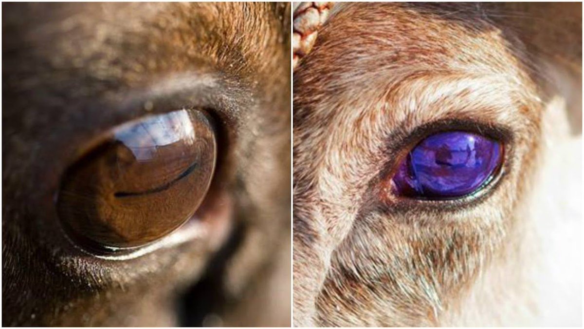 Секрет разноцветных глаз северных оленей