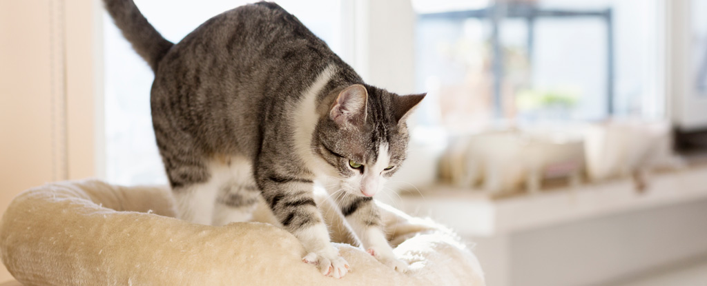 Молочный шаг: почему кошки массируют нас лапами?