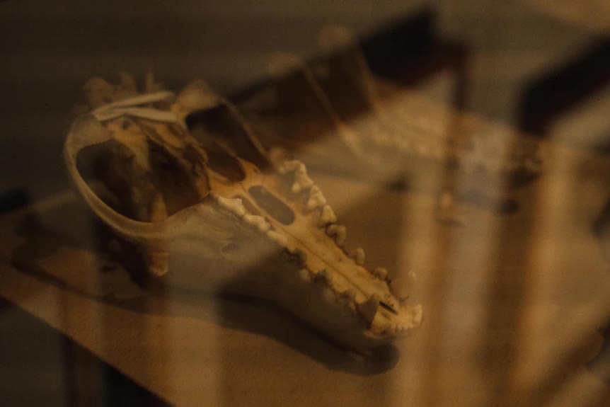 Останки последнего сумчатого волка обнаружили среди забытых музейных архивов