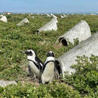Искусственные керамические гнёзда для африканских пингвинов