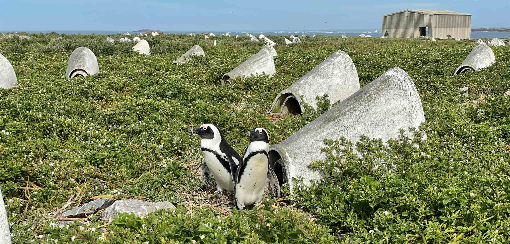 Искусственные керамические гнёзда для африканских пингвинов