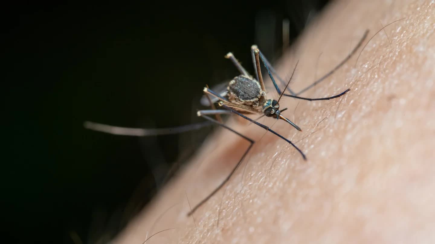 Витамины и БАДы не отпугивают комаров: история мифа