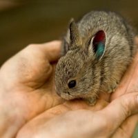 Кролик-пигмей: самый маленький кролик в мире