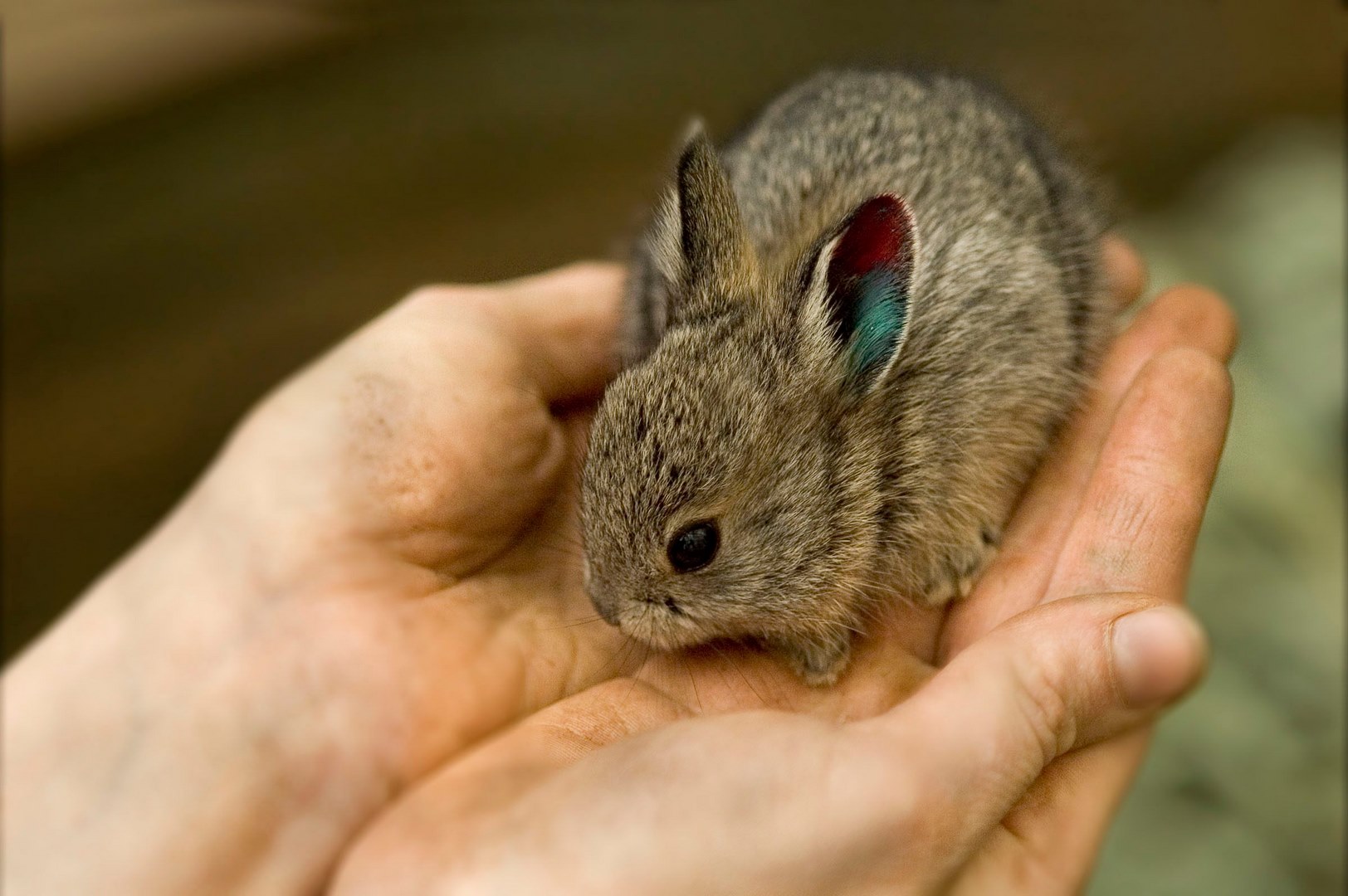 Кролик-пигмей: самый маленький кролик в мире