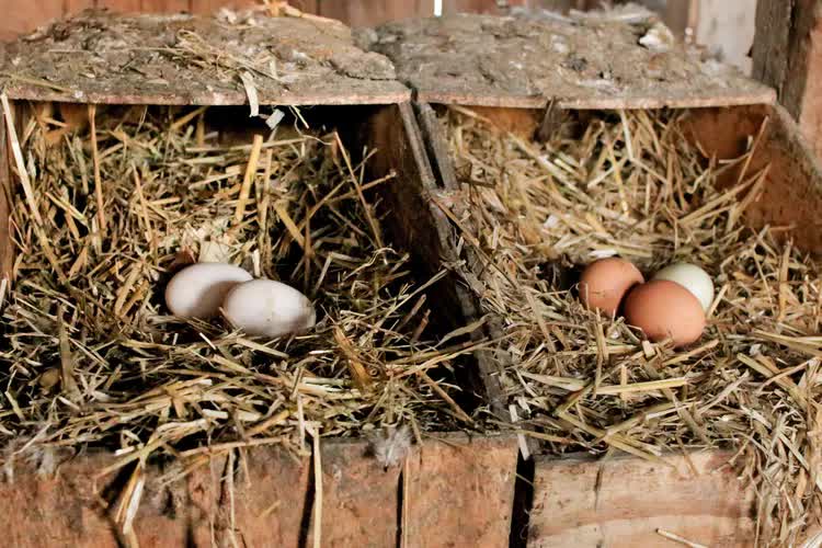 Разведение кур: от температуры инкубации яиц до социального порядка