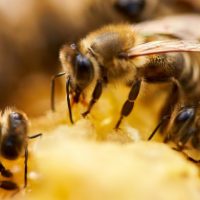 В США одобрили первую вакцину для пчёл