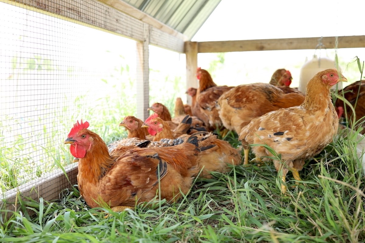 Разведение кур: от температуры инкубации яиц до социального порядка