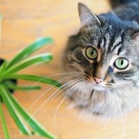 Преимущества использования Brit корма для кошек: как он может помочь поддерживать идеальное телосложение и здоровье кошки