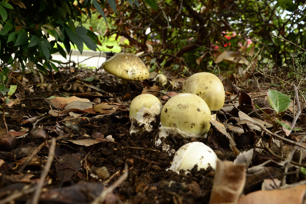 Бледная поганка: самый ядовитый гриб в мире