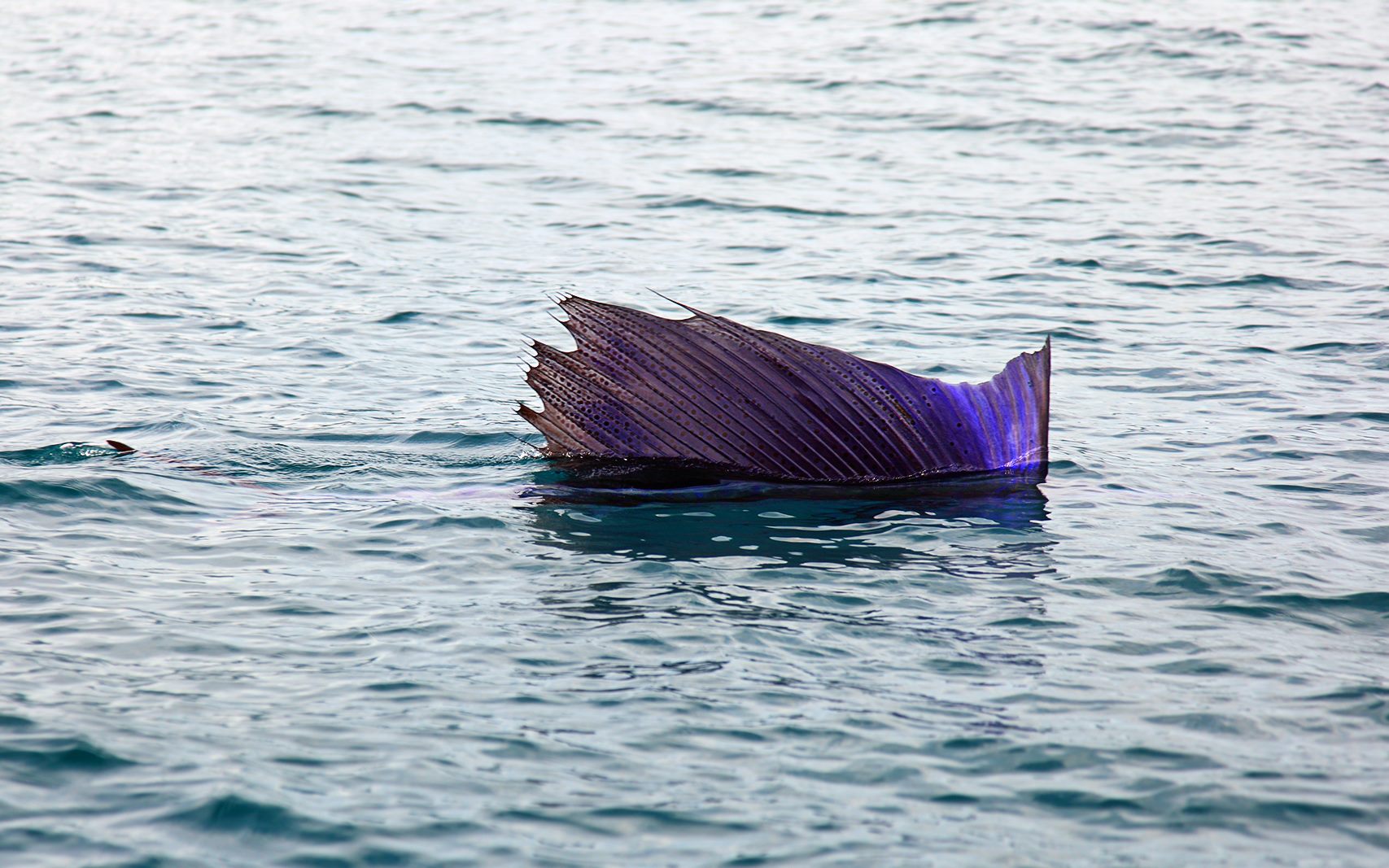 Индо-тихоокеанский парусник: самая быстрая рыба
