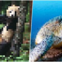 Фотограф изображает вымирающих животных в пикселях