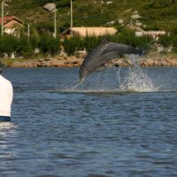 Почему дельфины помогают рыбакам Бразилии